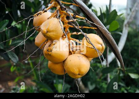 Gelbe Kokosnüsse hängen von Baum Stockfoto