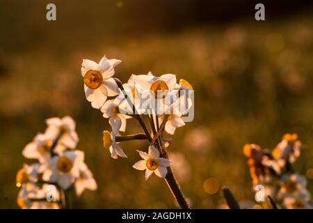 Weißdorn, Oneseed Weißdorn, Crataegus monogyna, Stockfoto