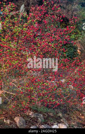 Frucht-Weißdorn, Oneseed Weißdorn, Crataegus monogyna, Stockfoto