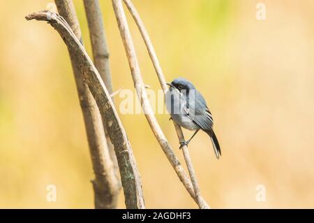 Nahaufnahme eines niedlichen kleinen grauen Catbird, auf dem er sitzt Ein Holzstab mit gelbem Hintergrund Stockfoto
