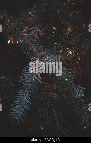 Nahaufnahme von schönen grünen Ästen einer Kiefer Stockfoto