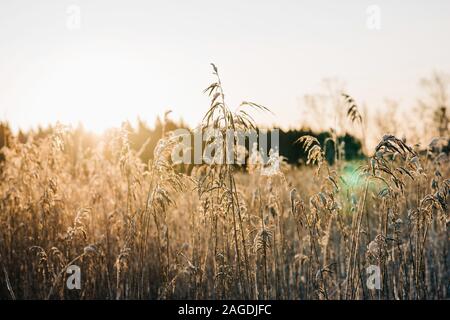 Ein Feld von Mais und Gras im Schnee bei Sonnenuntergang in Schweden abgedeckt Stockfoto