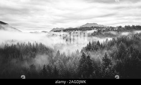 Morgennebel Rollen in Washington durch die Bäume Stockfoto