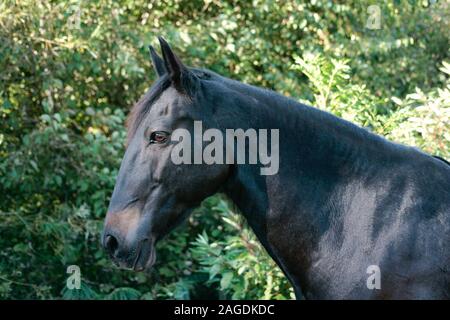 Schönen spanischen Pferd Portrait. schwarz Lusitano Stockfoto