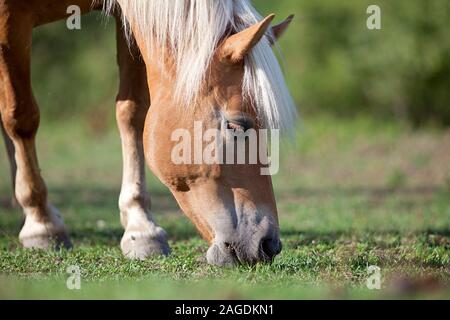 Haflinger Beweidung auf die Wiese Stockfoto