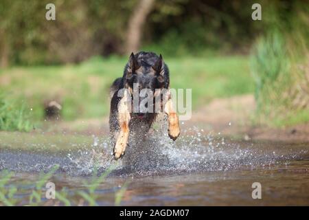 Deutscher Schäferhund Hund spielt und läuft in Wasser-frontalen Stockfoto