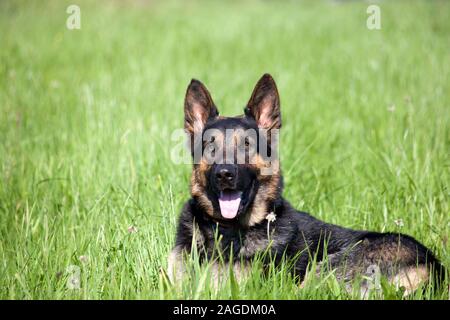 Schöne schwarze Hund Schäferhund im Sommer im Grünland Feld Stockfoto