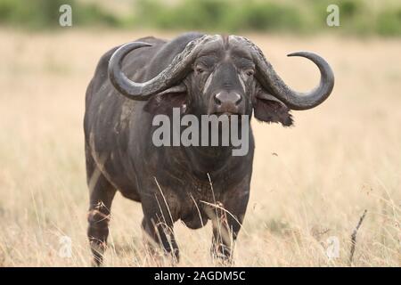 Große schwarze Büffel auf den grasbedeckten Feldern in der Afrikanischer Dschungel Stockfoto