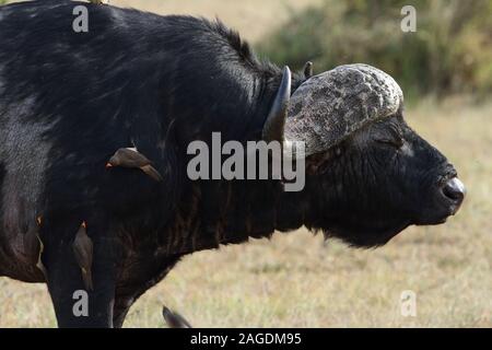 Kleine schwarze Vögel sitzen auf einem schwarzen Büffel gefangen Der afrikanische Dschungel Stockfoto