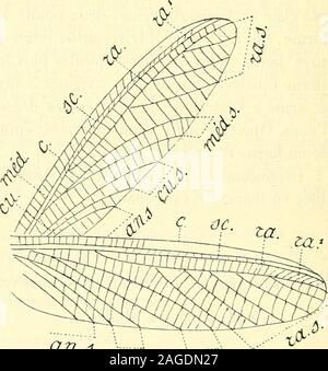 . Bulletin du Muséum national d'histoire naturelle. Forschung^, Jai fait naître con - plusieurs Insectes décrits houillers nicht Gleichheit feu Ch Brongniart, ou (1&gt; Bulletin du Muséum - dhistoire Naturelle, 1907, 1908, 1909, 1910. (2) Ann.de Paléontologie, t. IV, Paris, 1909. - 118-sur lesquels Il etait unverzichtbar de Donner de plus amples Details. La plu - Teil des Articulés examinés dans ce travail nont pas fait lobjet détudes dela Teil de Brongniart; pour quelques-uns-Dentre eux, il était utile decompléter les Beschreibungen et dy Ajouter à un Dessin au Trait. Quil mich soit Permis de remercier M. le Stockfoto