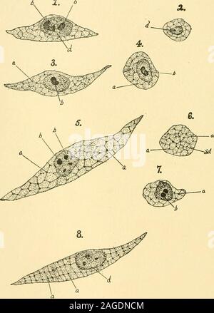 . Die amerikanische Fachzeitschrift für Anatomie, Histologie und Histogenese des Herzmuskels Zelle. Anat. Anz., Jena, 1897, Bd. 1, Bl. XIII, S. 609-620. 98. - Auf der Histogenese der quergestreiften Muskelfasern und das Wachstum der menschlichen Sartorius Muskel. Johns Hopkins Hosp. Bull., Balto., 1898, Bd. IX, S. 208-215. Ranvier, 89.-traite Technik dhistologie. Paris, 1889. Erläuterung der Zahlen 1 bis 17. Abkürzungen verwendet. a = stark Färbung Ablagerungen an den Knotenpunkten von Zyto- retikulum der earlyembryonic Zellen. b=Karyosome Massen. c = quer Gewinde von Zyto- retikulum. d=Kern. & Z^Leicht anfärben Bands Stockfoto