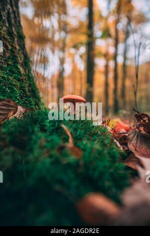 Vertikale Aufnahme eines einzelnen Pilzes im Gras gewachsen In der Nähe eines Baumes auf unscharfem Hintergrund Stockfoto