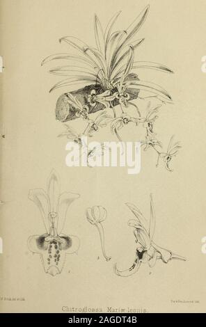 . Amtsblatt der Royal Horticultural Society London. 4.. Die registrierten BLUMENTISCH, SPEZIELL VON HERRN EYLES, FÜR DIE ROYAL HORTICULTURAL SOCIETYSNEW WINTERGARTEN, KENSINGTON GORE. Hergestellt und Geliefert nur von C.A. WATT, Eisenwaren,&c, 201 Brompton Road (FAST GEGENÜBER BROMPTON SQUARE). Preis £ 5 10 s. abgeschlossen. Auch in anderen Größen und in einer leichteren Form gemacht werden, in einem weniger Kosten. Kabel Bögen, Ampeln, Flower-Stands und everydescription der Wire-Work zu bestellen. Bestellungen per Post sind sofortige Aufmerksamkeit. Zeichnungen von Draht - ARBEITEN ZUR ANWENDUNG. Inhaltsverzeichnis. Seite XXIII. Stockfoto