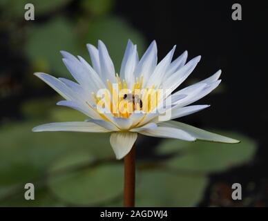 Nahaufnahme eines weißen heiligen Lotus mit einer Biene Es ist umgeben von Grün auf einem verschwommenen Hintergrund Stockfoto