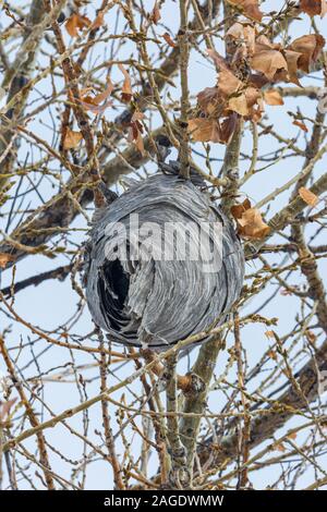 Abgebrochene Baldfaced hornet Wespe (Dolichovespula maculata) Nest hängend in den Ebenen der Pappel Baum, Castle Rock Colorado USA. Foto im November gebracht. Stockfoto