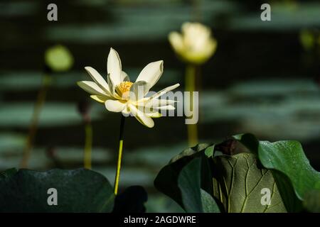 Nahaufnahme eines weißen heiligen Lotus umgeben von Grün mit Blumen auf einem verschwommenen Hintergrund Stockfoto