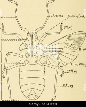 . Handbuch der Gemüse - Garten Insekten. Bedingungen, unter denen die Pflanze gewachsen ist, die Methoden der Vermehrung, Anbau und Ernte als auch der kommerzielle Wert der Ernte. In den vorhergehenden Kapiteln wurde versucht, die wichtigsten Fakten bekannt Berühren auf diese Punkte togive. Im vorliegenden Kapitel werden einige allgemeine Berücksichtigung in Bezug auf den Aufbau und die Weiterentwicklung der insectsthat präsentiert von Interesse sind aus der Sicht der Steuerung, followedby eine Diskussion der wichtigsten Insektizide againstvegetable Insekten eingesetzt. Struktur der Insekten Insekten besitzen eine externa Stockfoto