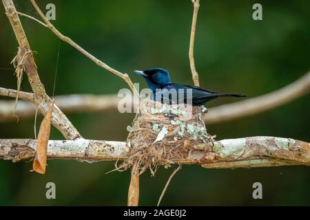 Shining Schopftyrann Myiagra alecto Daintree, Queensland, Australien 4 November 2019 erwachsenen männlichen am Nest. Monarchidae Stockfoto