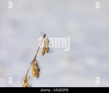 Nahaufnahme des ständigen Sojapflanzen im Schnee Soja Bauernhof Feld. Schneeflocken und Eiskristalle auf braun Samenkapseln. Verzögerte Ernte im Jahr 2019 Stockfoto