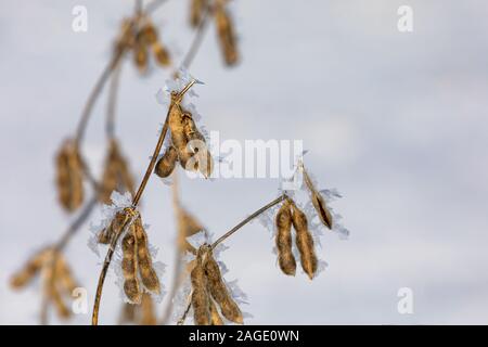 Nahaufnahme des ständigen Sojapflanzen im Schnee Soja Bauernhof Feld. Schneeflocken und Eiskristalle auf braun Samenkapseln. Verzögerte Ernte im Jahr 2019 Stockfoto