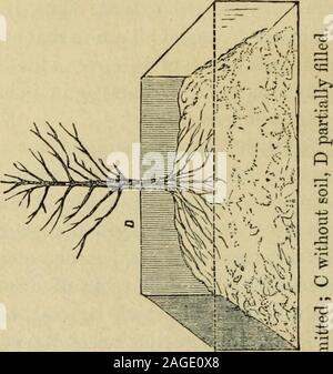 . Amtsblatt der Royal Horticultural Society London. ist wie eine gut durchlässige flower-Pot. Zwei Bretter, die Größe des Raumes, jederzeit wirksam in Ausschalten übermäßiger oder unerwünschter Regen. Die nächste Contrivance für Obst-Bäumen kann mit theforegoing mit Vorteil verbunden werden. Es besteht aus einer Reihe von hohlen brickpillars, 4j. Mauerwerk, angesprochen auf die Höhe von 5 Fuß und 2 feetsquare, die 40 Fuß der exponierten Fläche für jeden Baum, jedes pillaris mit einer unterirdischen Schächte verbunden, so dass eine Verbindung in One&gt; VOL. I, D34 ItOYAL GARTENBAUGESELLSCHAFT. Heizung-System die gesamte o Stockfoto