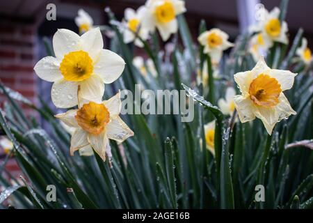 Nahaufnahme von schönen Narzissen Blumen mit Tautropfen bedeckt - Ideal für eine natürliche Tapete Stockfoto