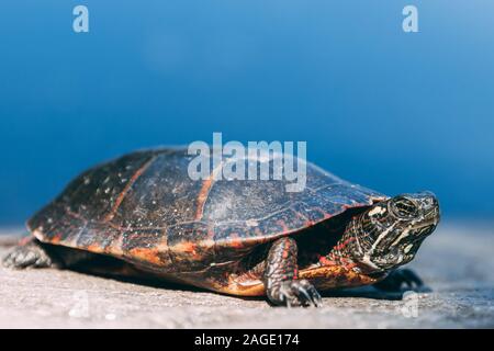 Gemalte Schildkröte auf einem Felsen mit einem verschwommenen blauen Hintergrund Stockfoto