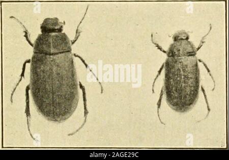 . Handbuch der Gemüse - Garten Insekten. hundert Eier. Die Eier areoval, weiss und haben einen Durchmesser ofabout T 2 Zoll. Sie liegen in kleinen cellscomposed des Bodens Partikel zusammen mit eine klebrige Substanz secretedby der Käfer geklebt. Die Eier schlüpfen in tendays bis zu mehreren Wochen. Die jungen Larven ernähren in der ganzen Re-Tek dieser Jahreszeit auf den Wurzeln der Gräser einen kurzen distancebelow der Oberfläche des Bodens. Mit dem Ansatz der coldweather, Sie graben tiefer in den Boden." und Ruhezustand bei Adepth von 10 oder 12 Zoll. Im folgenden Frühling sie Re - biegen Sie an der Basis, und sie ernähren sich t Stockfoto