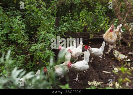 Eine Gruppe von Legehennen in einem Garten Grundstück Stockfoto