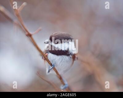 Nahaufnahme einer Kastanie-backed chickadee um einen Zweig im Winter festhalten. Stockfoto