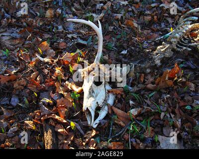 Hirsch-Schädel Stockfoto