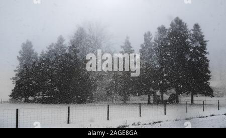 Großen Nadelbäume in der Landschaft während eines Schneesturmes.. Stockfoto