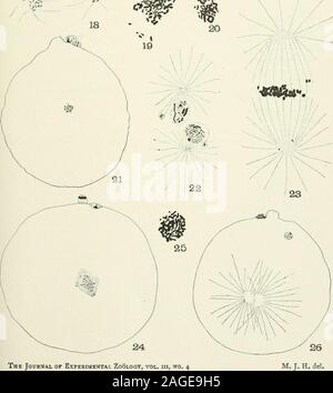 . Zeitschrift für experimentelle Zoologie. 18. Die Zeitschrift für Experimentelle Zoologie, Vol. hi, nein. 4 Tafel III Abb. 27. Zweite Segmentierung, etwas früher als Bild. 23. Abbn. 28. und 29. Angrenzenden Abschnitte von normal befruchtete Eizelle in der anaphase der ersten Segmentierung.{Abb. 30-6 g von CO^Eier, die anschließend befruchtet waren), Abb. 30. Abschnitt durch Teil ei sofort nach der Extrusion von ersten Polkörper. Abb. 31. Chromosomen liegen frei im Zytoplasma. Abb. 32. Tetrade Wirkung durch Gruppierung von bivalenten Chromosomen. Abb. 33. Zweite Polkörper nicht extrudiert. Chromosomen der zweite Polkörper liegen Stockfoto