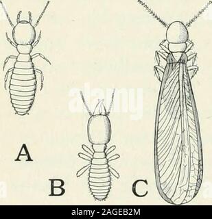 . Entomologie: mit besonderem Bezug auf die biologischen und wirtschaftlichen Aspekten. ed mit einem runden Stück Blatt. Thelarval Zellen werden entweder in Tunneln in Holz durchdie Mutter oder sonst auf Risse oder andere Chance Hohlräume ausgegraben. 3 i 6 entomologie Eine der Tischler Bienen, Ccratina diipla, die baut Inder hohow Stengel einer Pflanze eine Reihe von Larven Zellen getrennt bypartitions, wird gesagt, von Comstock über ihr Nest soweit nachspannen, dass die jungen Erwachsenen zu beobachten. Der Übergang von der solitären der sozialen Gewohnheit ist indi- nen im Leben - Geschichten von Wespen und Hummeln, wo asolitary Königin der Kolonie gründet Stockfoto