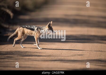 Selektive Aufnahme eines Schakals, der auf der Straße unterwegs ist Stockfoto