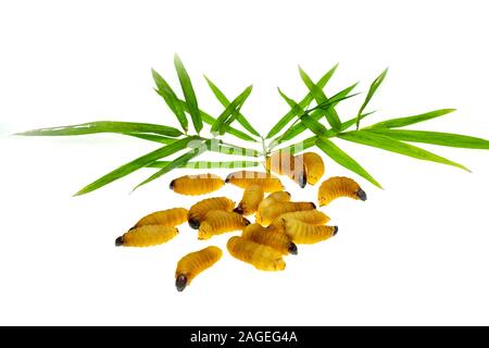 Red Palm Rüsselkäfer Larven auf Bambus Blätter Hintergrund Stockfoto