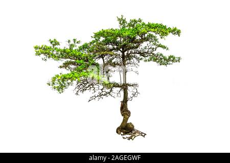 Ein Baum hat grünes Blatt auf isolierten weißen Hintergrund Stockfoto