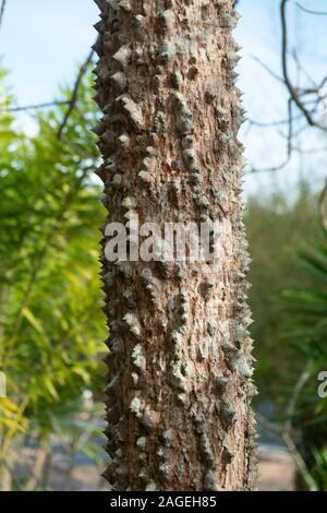 Closeup texturierte der Stamm von Kapok tree, roter Seide Cotton Tree, Bombax ceiba Baum im Garten, dornige Rinde Stockfoto