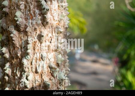Closeup texturierte der Stamm von Kapok tree, roter Seide Cotton Tree, Bombax ceiba Baum im Garten, dornige Rinde Stockfoto