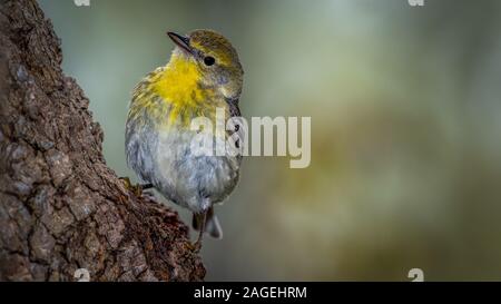 Pine Warbler Stockfoto