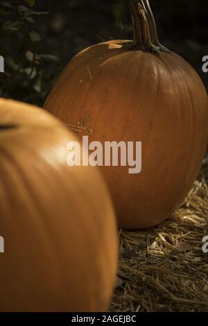 Nahaufnahme von Kürbissen auf dem Boden umgeben von viel Grün mit Ein verschwommener Hintergrund Stockfoto