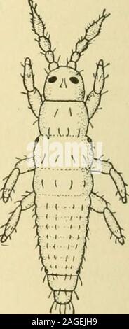 . Handbuch der Gemüse - Garten Insekten. Variiert fromlight in gelber Farbe zu brownishyellow. Die Flügel sind lang und schmal und tragen auf den Hinterbeinen Marge einen Randbereich lange Haare. Das Männchen ist rarelyfound und die Weibchen in der Regel mit - reproduzieren, befruchtet. Das Ei translucentwhite ist, unregelmäßig Bohnenförmigen und über xioinch in der Länge. Es eingefügt fast seine fulllength in das Gewebe des Blattes; die Spitze der kleineren Projekte leicht über thesurface. Die Eier in fünf bis zehn Tagen schlüpfen, die längere Frist, die häufiger. Die neu geschlüpften Nymphe ist über die TU-inlength und Tran Stockfoto