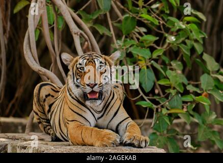 Wilder Tiger, der sich mit offenem Mund auf Felsen niederlegt Blick auf die Kamera Stockfoto