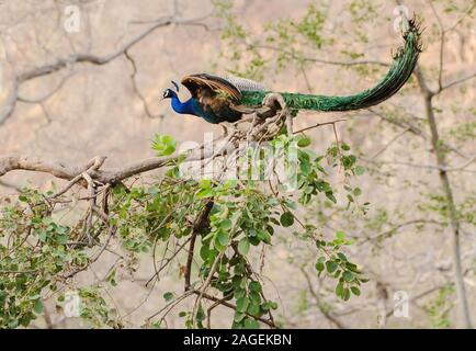 Bunte Pfau auf einem Baum Zweig mit grünen Blättern thront Stockfoto