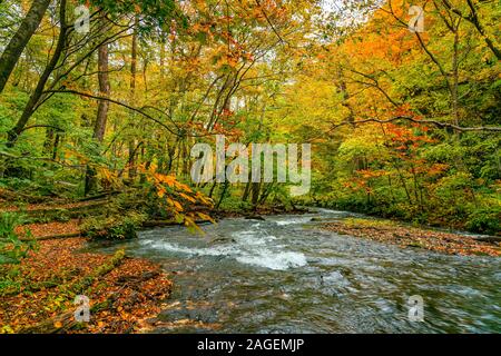 Blick auf Oirase Mountain Stream fließen die buntes Laub Wald von Herbst an Oirase Tal in Towada Hachimantai Nationalpark, Aomori Stockfoto