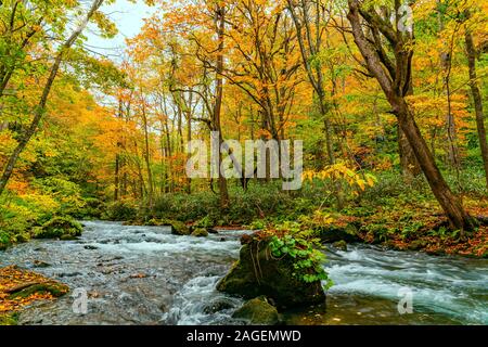 Blick auf Oirase Mountain Stream fließen schnell vorbei an grünen bemoosten Felsen in das bunte Laub Herbst Wald am Oirase Tal in Towada Hachi Stockfoto