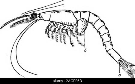 . Grundzüge der Zoologie. t in der Regel mehr als zwei Paare von anhängseln tragen; es ist breiter in den weiblichen, andbears vier gekoppelten Anhängseln. Die ventrale Ganglien haben 310 STAMM ARTHROPODA abgesichert. In. Eine ovale Masse. Krebs (taschenkrebse); Carcinus Manas (Shore - Krabben); Portunus (Schwimmen - Krabben); Dromia (oft durch asponge abgedeckt).; Pinnotheres (Wohn in Muscheln); Telphusa (einen Süßwasser-Krabben); Gecarcinus (Land-Krabben, nur zu Besuch das Meer bei thebreeding Saison). Geschichte. - Fossile Krebstiere sind in Cambrian Schichten gefunden, aber thehighest Formen (Decapoda) waren nicht fest, bis die Tertiaryperi etabliert Stockfoto