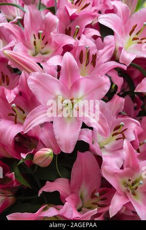 Lilium Oriental Trompete "Table Dance". Orientalische Trompete Lilie 'Tabledance' auf einer Blüte zeigen. Großbritannien Stockfoto