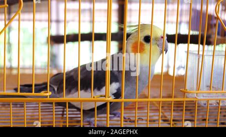 Einen grauen Nymphensittich hinter cage Bars. Stockfoto