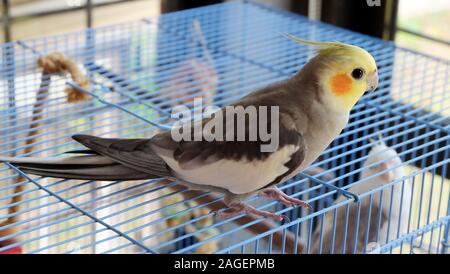 Einen grauen Nymphensittich auf einen Käfig, mit einem anderen weißen Nymphensittich in den Käfig. Stockfoto